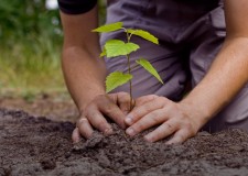 Plant a Tree from Israel – Parashat Terumah