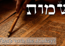 Parashat Shemot – What’s with the donkey?